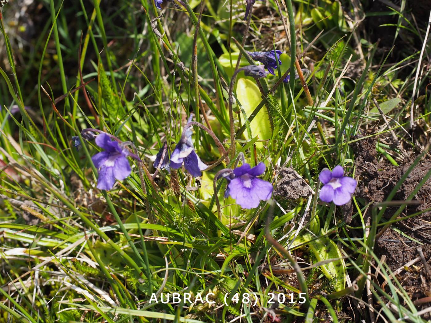 Butterwort, Large-flowered plant